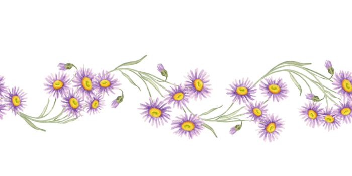 delicate purple asters with fine green stems in a minimalist floral line seamless border watercolor