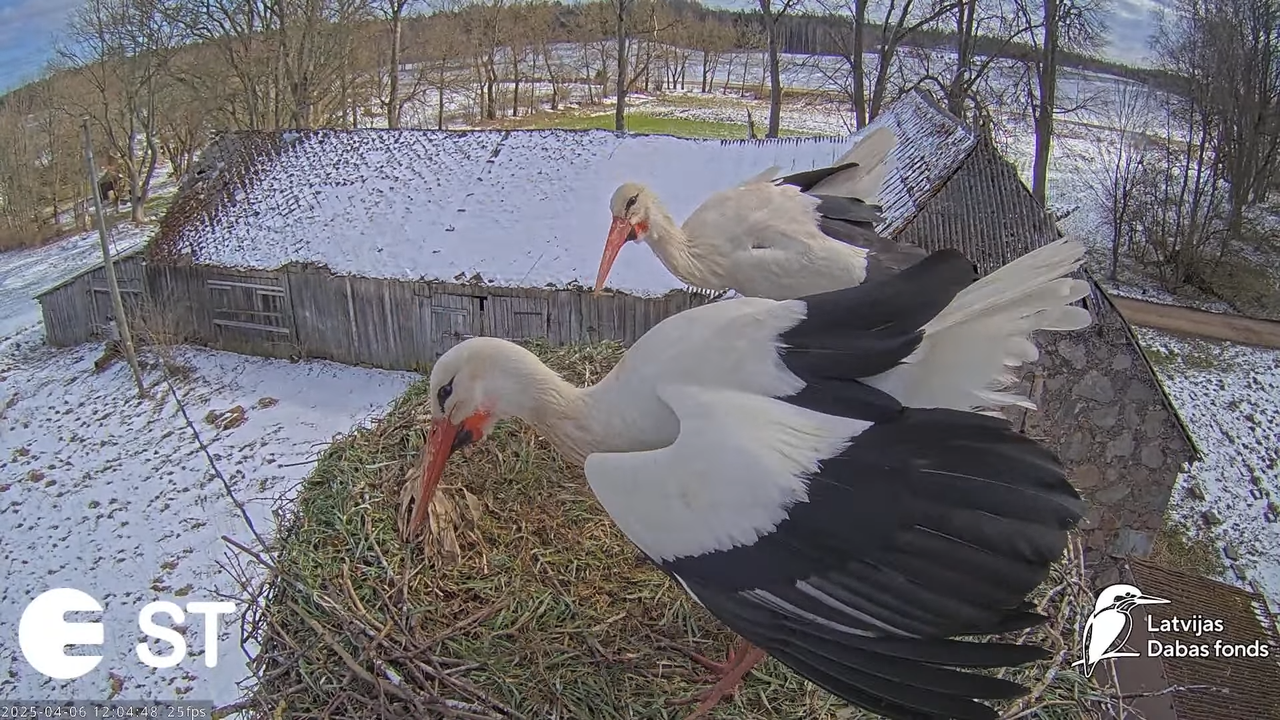 (8) Baltie stārķi (Ciconia ciconia) Tukuma novadā __ White storks in Tukums, Latvia - YouTube - 768_
