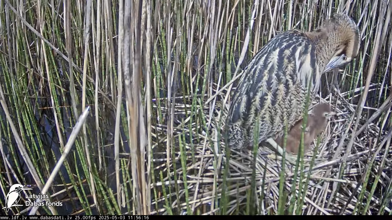 LDF Lielais dumpis (Botaurus stellaris) Zemītes pagastā 12-15-51 screenshot