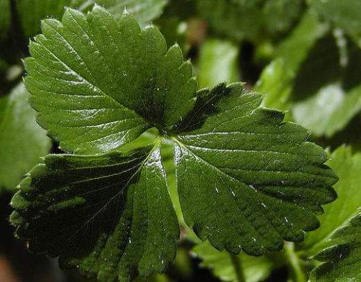 лист клубники 3