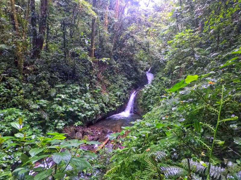 3 semanas Costa Rica en autobús 2018 Oct - Blogs de Costa Rica - Día 12. Monteverde Bosque y Canopy (4)