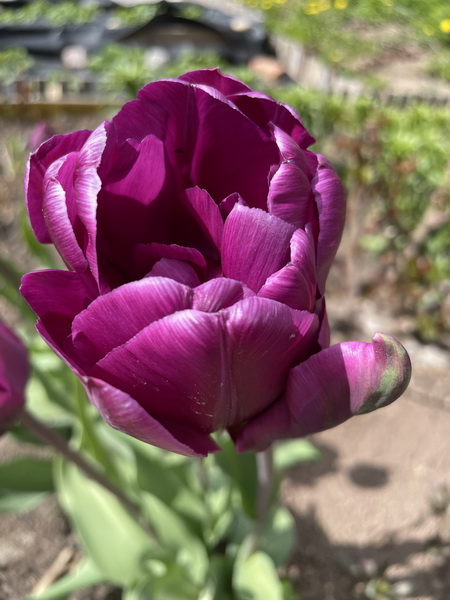 https://i.postimg.cc/Jzs4rdy9/IMG-2489.jpg