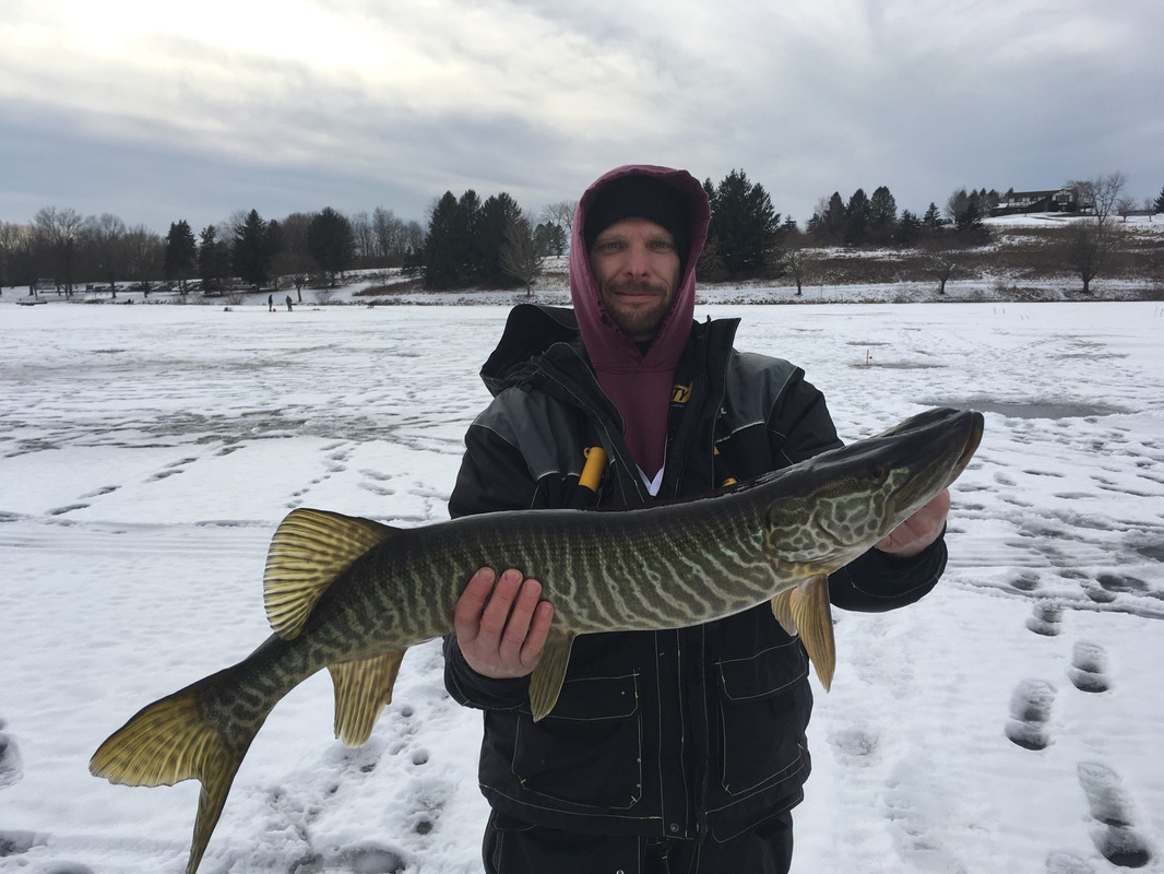 leaser muskie