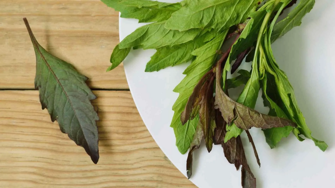 Té de Epazote: ¿Remedio Ancestral o Peligro Moderno? Beneficios, Precauciones y Mitos
