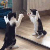 cats-doing-funny-things-av-ver4.gif