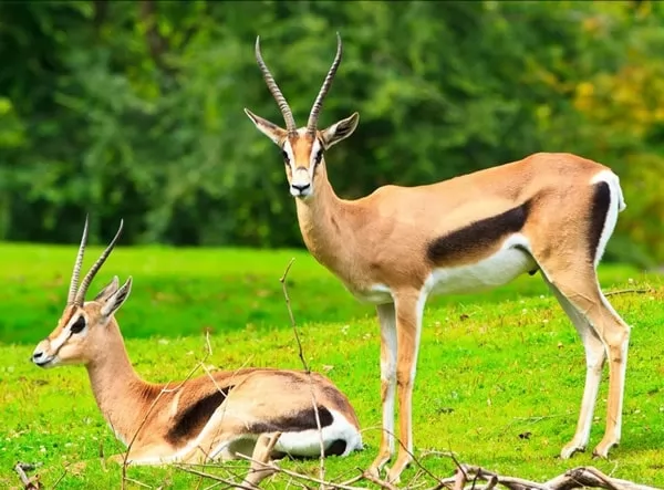 [Image: gazelles-facts-with-pictures-and-video-6...41048.webp]