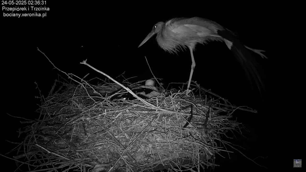 24052025bociany1
