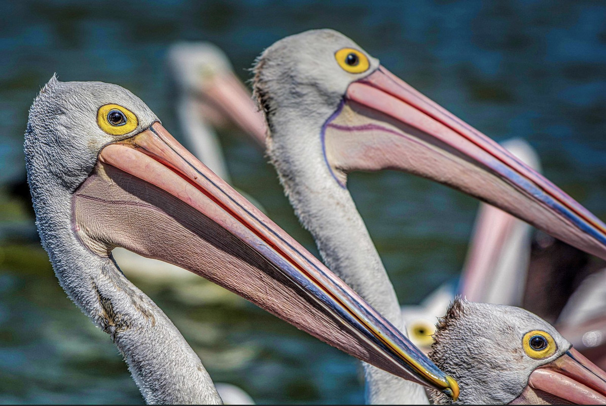 pink-pelican-beaks-dis1.jpg