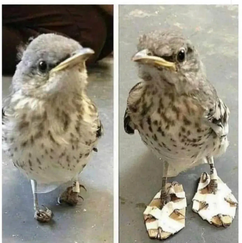 cardboard-shoes