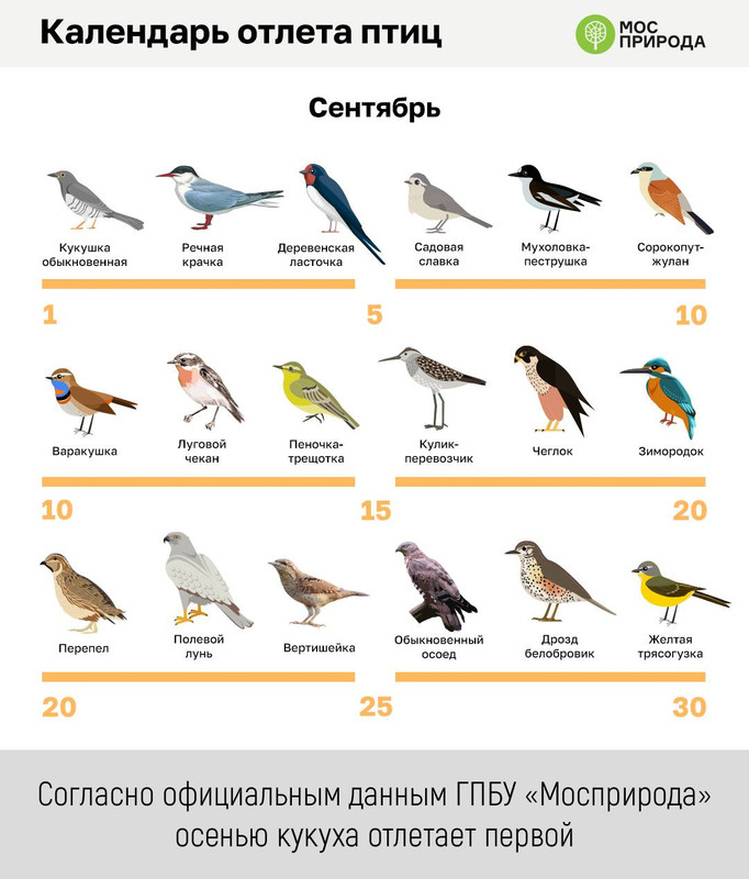 Кукушка отлетает первой