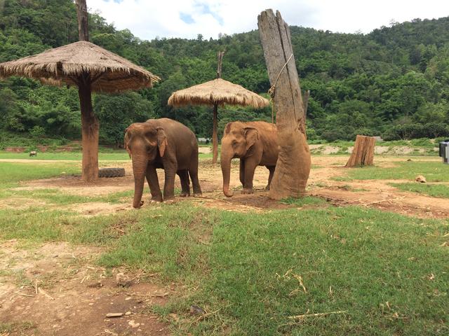 Visita a Elephant Nature Park - Nuestra primera vez en el Sudeste Asiático. Tailandia en Junio de 2018 (7)