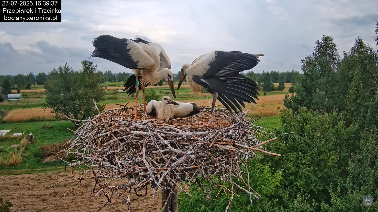 27072025bociany43