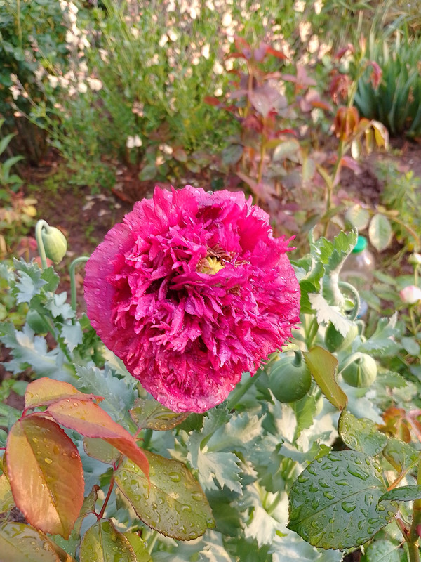IMG_20230520_194858_HDR