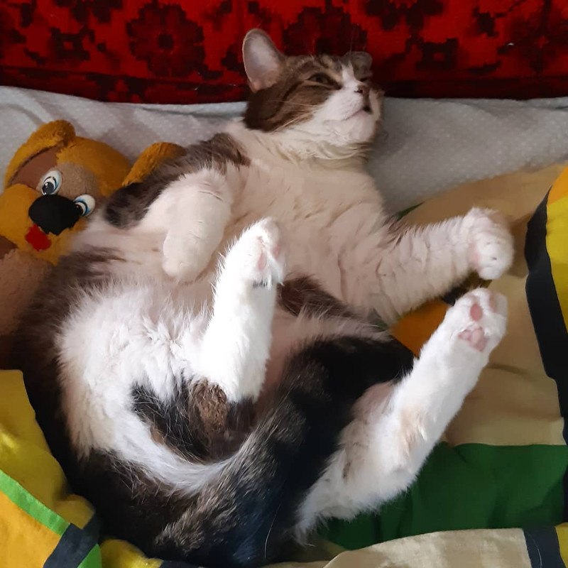 92710592_1989496824527139_73993269272975108_n