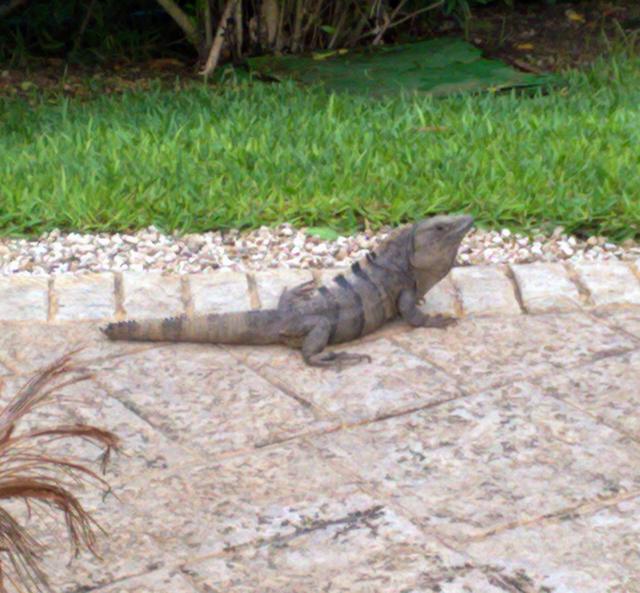 Día 2 (28 junio): Chichén Itzá - Cenote Ik-Kil - Cobá - Riviera Maya 2010 (2)