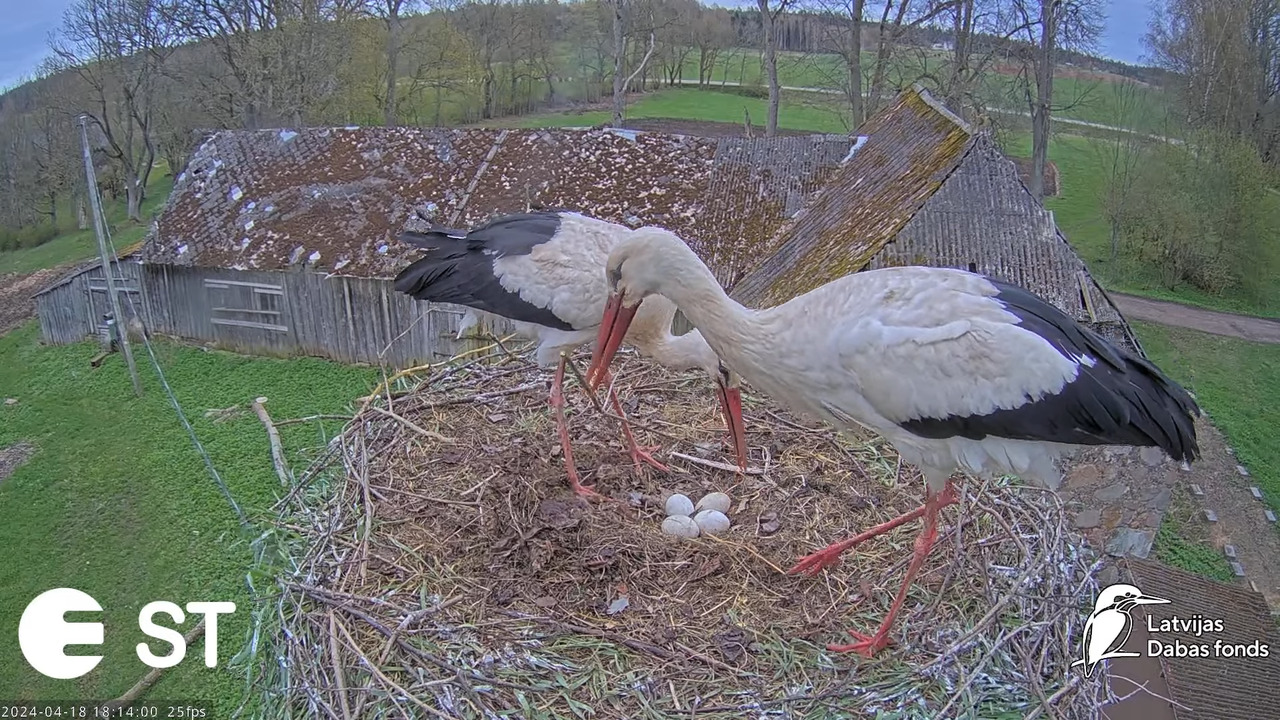 Baltie stārķi (Ciconia ciconia) Tukuma novadā - LDF tiešraide __ White storks in Tukums, Latvia 11-5