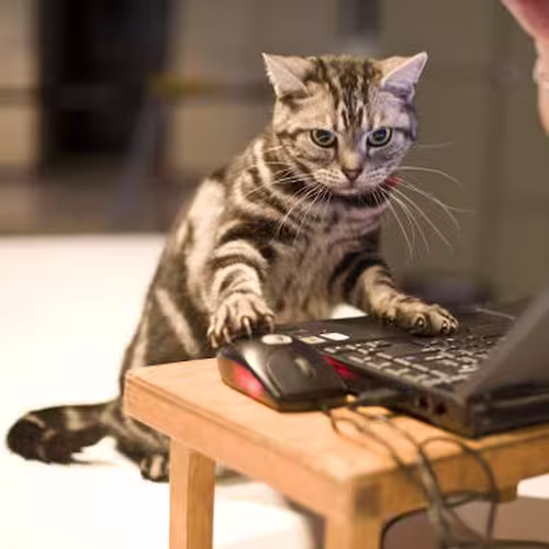Cat sitting at small desk, appearing to use laptop with mouse and keyboard