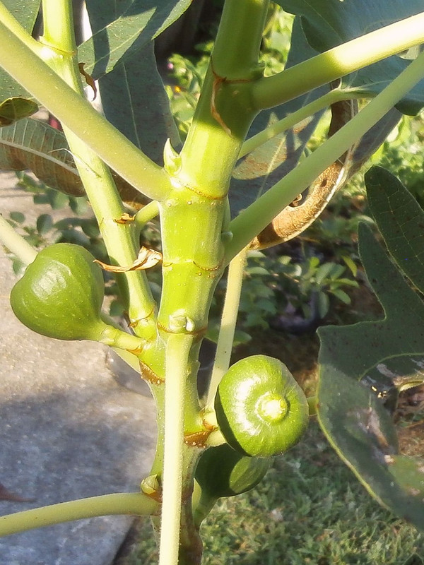 fig-frui-long-front