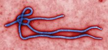 220px-Ebola-virus-virion