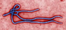 220px-Ebola_virus_virion