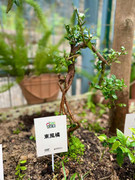 photo-20211123-iherbalgarden-031