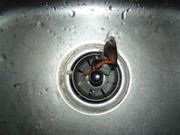 46.3.finger food III