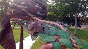 Padang-Serai-060613-(3)
