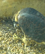 Screenshot-2019-07-10-07-27-28