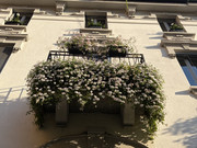 IMG-3606