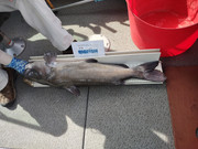 [Image: 36-5-jnch-catfish-Sept-3rd-2025-UL.jpg]