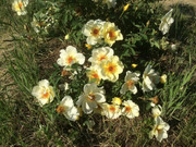 9CE66195-BBCA-4AF3-A238-11C43D855399