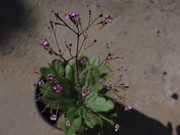 4.2.itty bitty orchids II