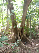 Arroceros-Forest-Park-Manila-Bagras20260715-141104