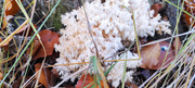 IMG-20251031-101740