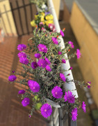 IMG-3717