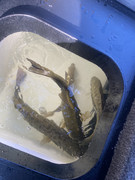 2A6A2447-AC80-4DE5-AAB1-BB1C9D0C8E56