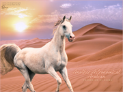 Another Astronomical Arabian by Naima