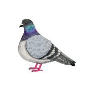 pigeon