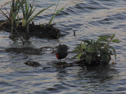 27.5.black ducks look weird from afar V