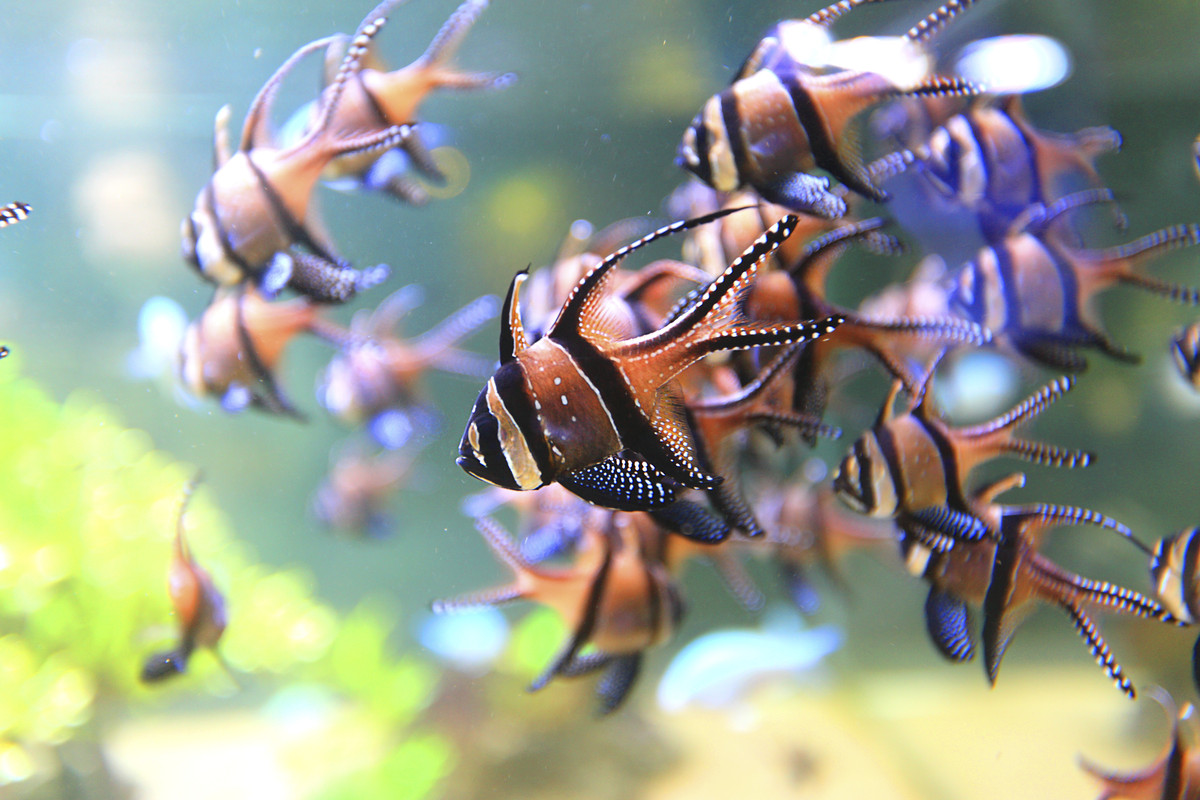 Apogons de Banggai-Ph-Turpin (1)