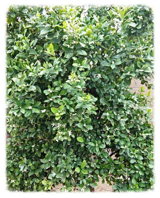 [Image: Limequat.jpg]