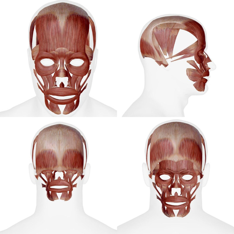 Muscles de la Mimique