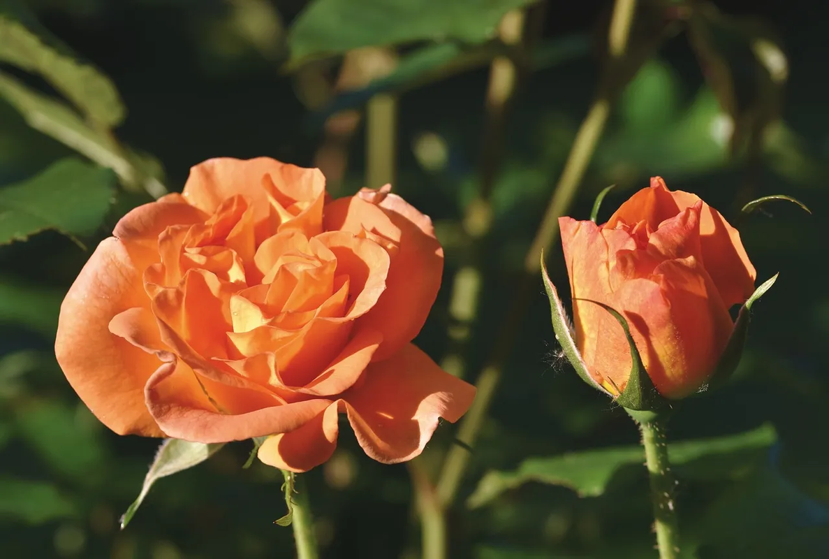 ¿Cuál es el significado de regalar flores en número par?