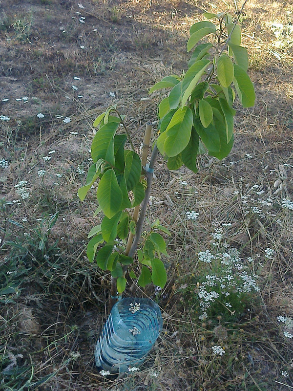 foto0106