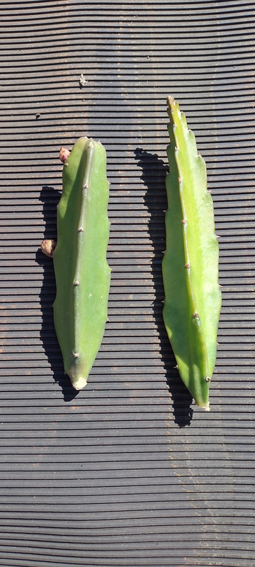 IMG_20220709_162227964_HDR