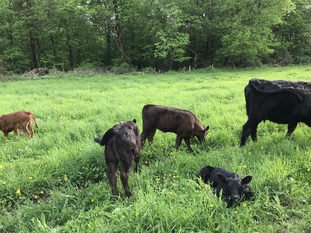 Sunrise calves pic 1_5.21.18 IMG_3043