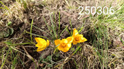 krokus02