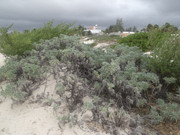 DSC00490