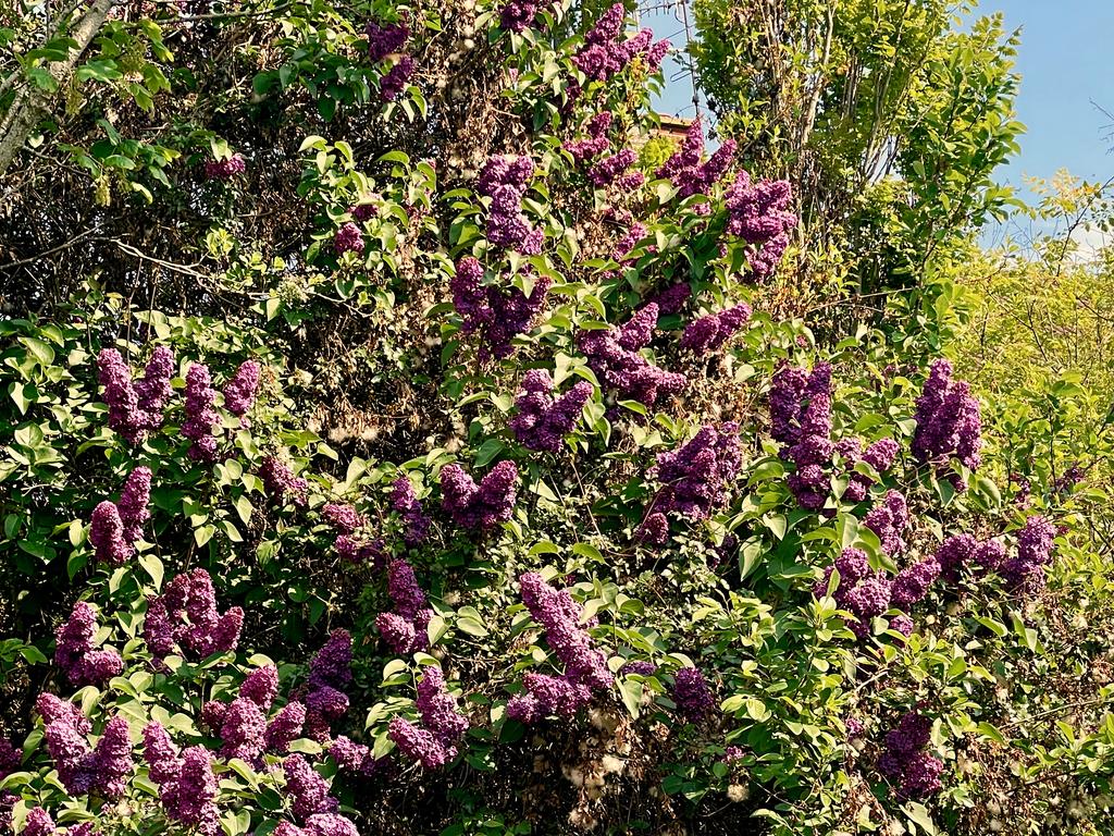 flowers-Lilacs-april-2026.jpg