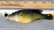 [Image: DEER-CREEK-GREEN-SUNFISH.jpg]